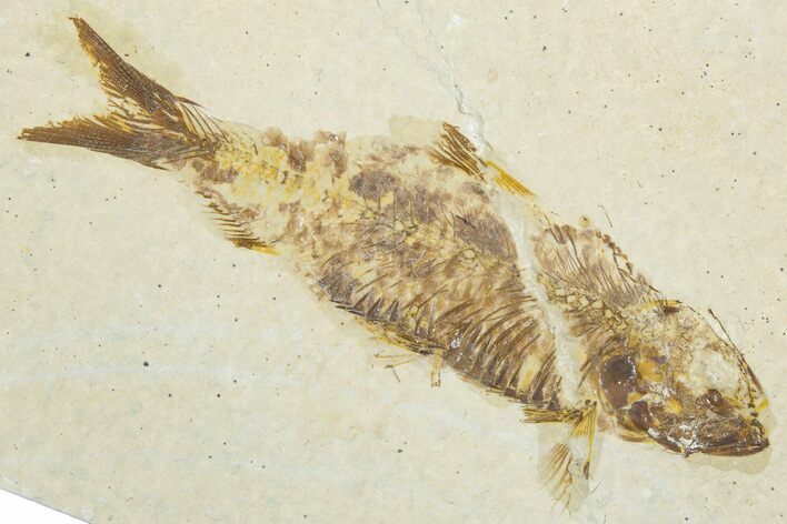 Bargain, Fossil Fish (Knightia) - Wyoming #345443